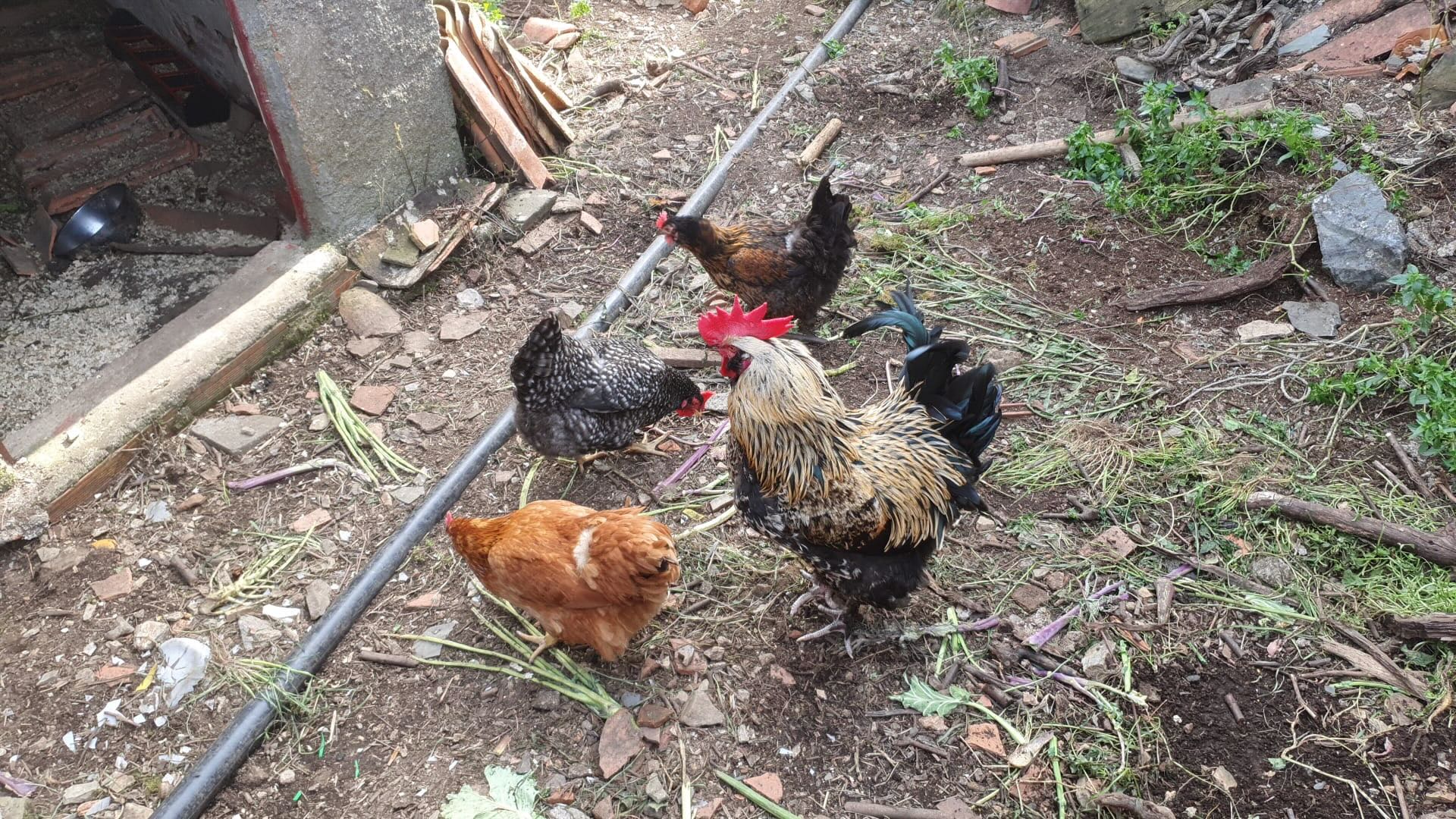 A cat and 6 chickens in Central Portugal photo 2