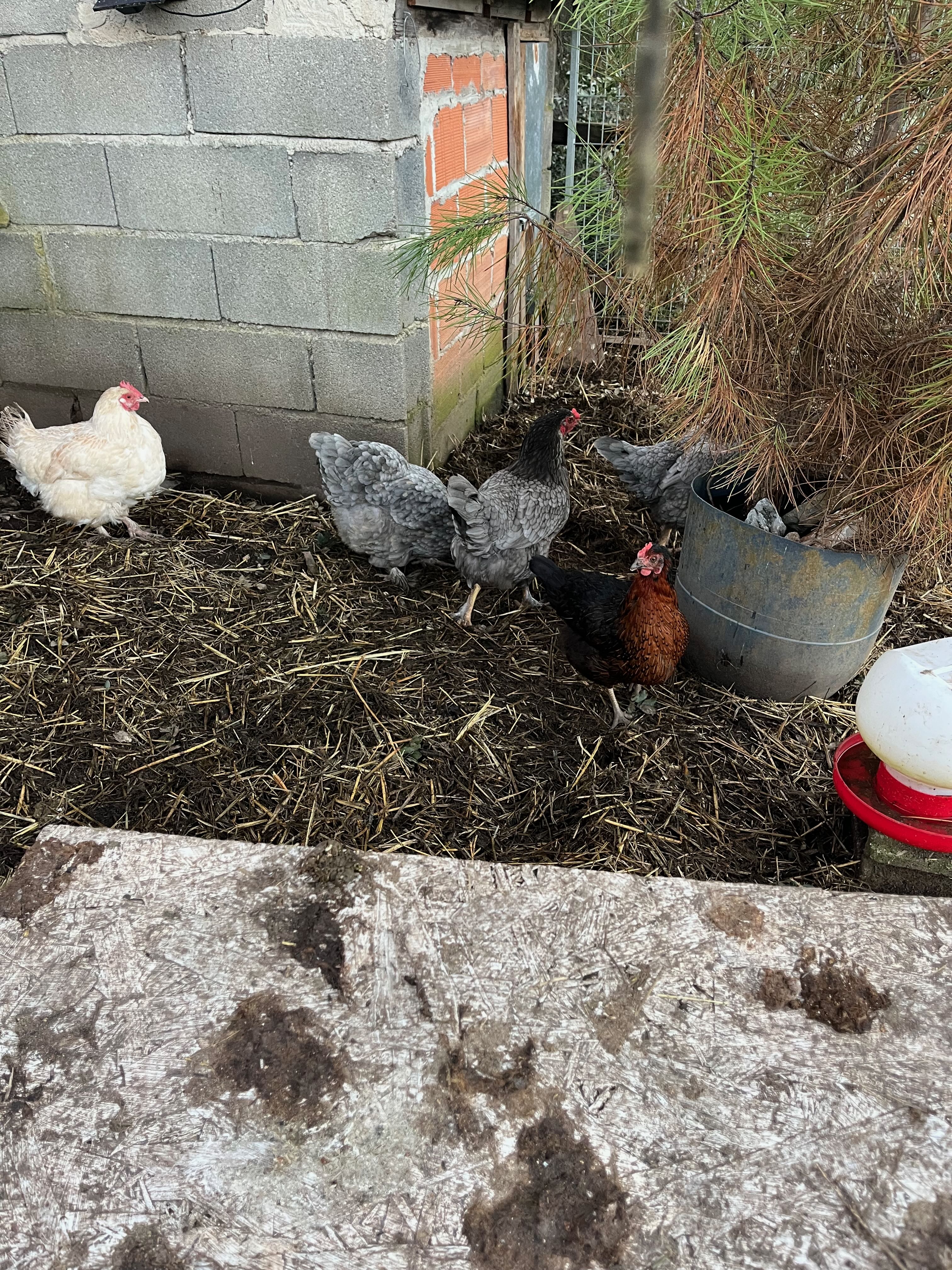 A cat and 6 chickens in Central Portugal photo 3