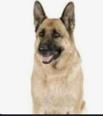 One large Alsatian in the beautiful Hebrides photo 2